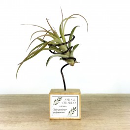 Tillandsia oaxacana