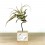 Tillandsia oaxacana