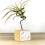 Tillandsia oaxacana