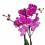 Orquídea Phalaenopsis