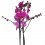 Orquídea Phalaenopsis
