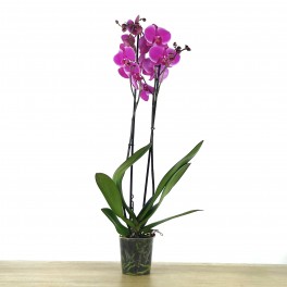 Orquídia Phalaenopsis 2 vares (test 12 cm ø)