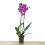 Orquídia Phalaenopsis 2 vares (test 12 cm ø)