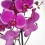 Orquídia Phalaenopsis 2 vares (test 12 cm ø)