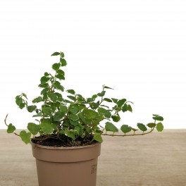 Ficus Pumila "Sunny" (nuancé).