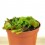 Dionée carnivore (pot 9 cm Ø)