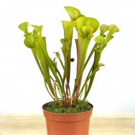 Carnivore sarracenia flava (pot 9 cm Ø)