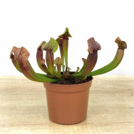 Carnívora Sarracenia Tess (maceta 9 cm Ø)