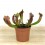 Carnívora Sarracenia Tess (maceta 9 cm Ø)