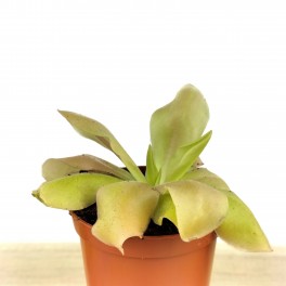 Carnívora Pinguicula Guatemala (vaso 9 cm Ø)