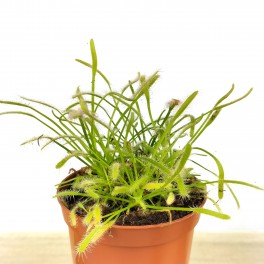 Carnivore Drosera Capensis (pot 9 cm Ø)