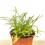 Carnivore Drosera Capensis (pot 9 cm Ø)