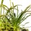 Carnivore Drosera Capensis (pot 9 cm Ø)