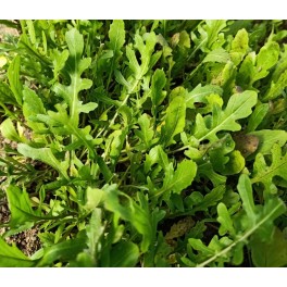 Graines de roquette frisée (biologique)