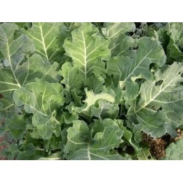 Graines de chou pour trinxat (biologique)