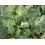 Graines de chou pour trinxat (biologique)