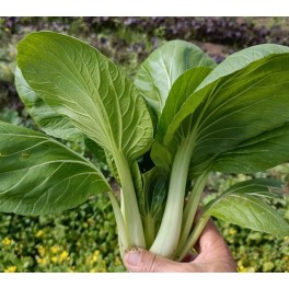 Semilla col Pak Choi (ecológica)