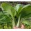 Semilla col Pak Choi (ecológica)