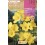 Bulbe de freesia