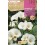 Bulbe de freesia