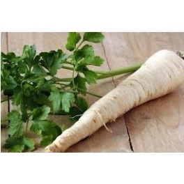 Graines de racine de persil (biologique)