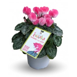 Cyclamen Indiaka (pot 13 cm Ø)
