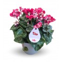 Cyclamen Djix (maceta 13 cm Ø)