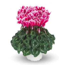 Cyclamen Fantasia (pot 13 cm Ø)