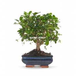 Carmona Bonsaï (Carmona Microphylla).
