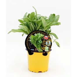 Semis de Shungiku naturel (pot 10,5 cm ø)
