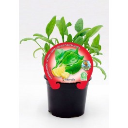 Mudas de espinafre limão natural (vaso 10,5 cm Ø)