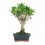 Bonsai Ficus (Ficus Retusa)