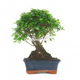 Bonsai Sageretia (Sageretia theezans) o bonsai ciruelo dulce chino