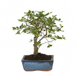 Bonsai Zelkova (Zelkova parvifolia)