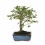 Bonsai Zelkova (Zelkova parvifolia) o bonsai olmo japonés