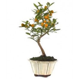 Bonsai Citrus (Citrus)