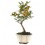 Bonsai Citrus (Citrus)