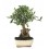 Bonsai Citrus (Citrus)