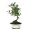 Bonsai Citrus (Citrus)