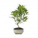 Bonsai llimoner nan o bonsai Citrus llimecuat