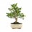 Bonsai llimoner nan o bonsai Citrus llimecuat