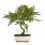Bonsai Magraner (Punica)