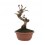 Bonsai Magraner (Punica)