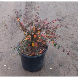 Cotoneaster Coral Beauty (maceta 19 cm ø)