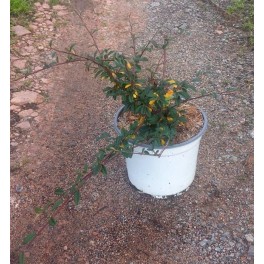 Cotoneaster Salicifolia Repens (pot 19 cm ø)