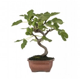 Bonsai Figueira (Ficus carica)