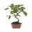 Bonsai Figueira (Ficus carica)