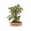 Bonsai Figueira (Ficus carica)