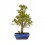 Bonsai Figueira (Ficus carica)