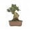 Bonsai Oliveira (Olea europea)